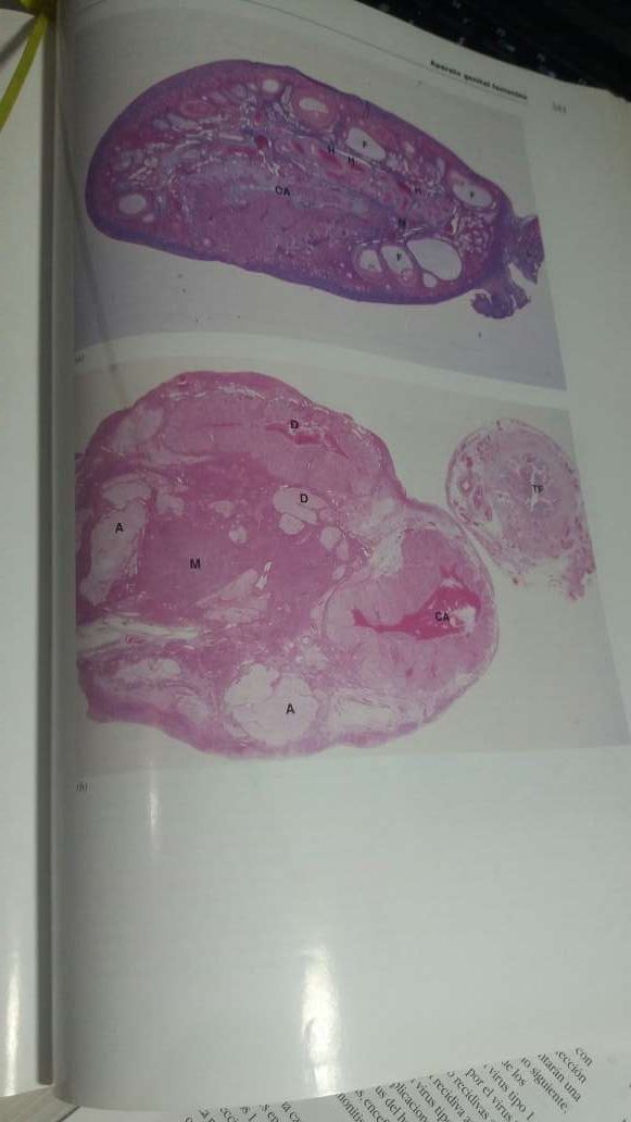 Libro histologia funcional- Medicina