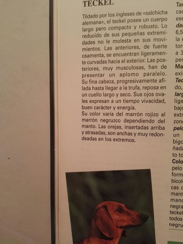 Libro de perros