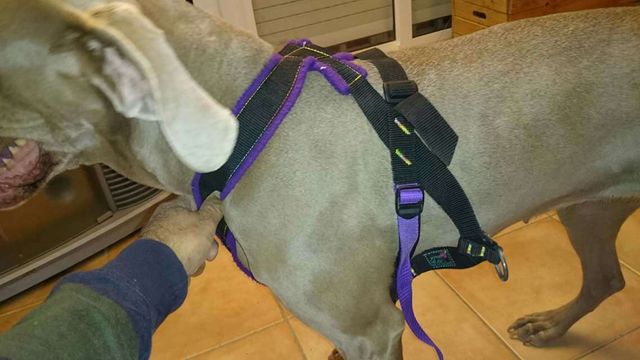 Pulka Escandinava para un perro,brancard y arneses