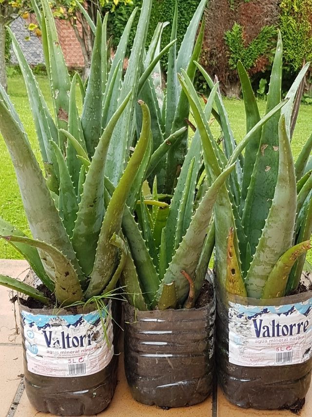 PLANTAS DE ALOE VERA