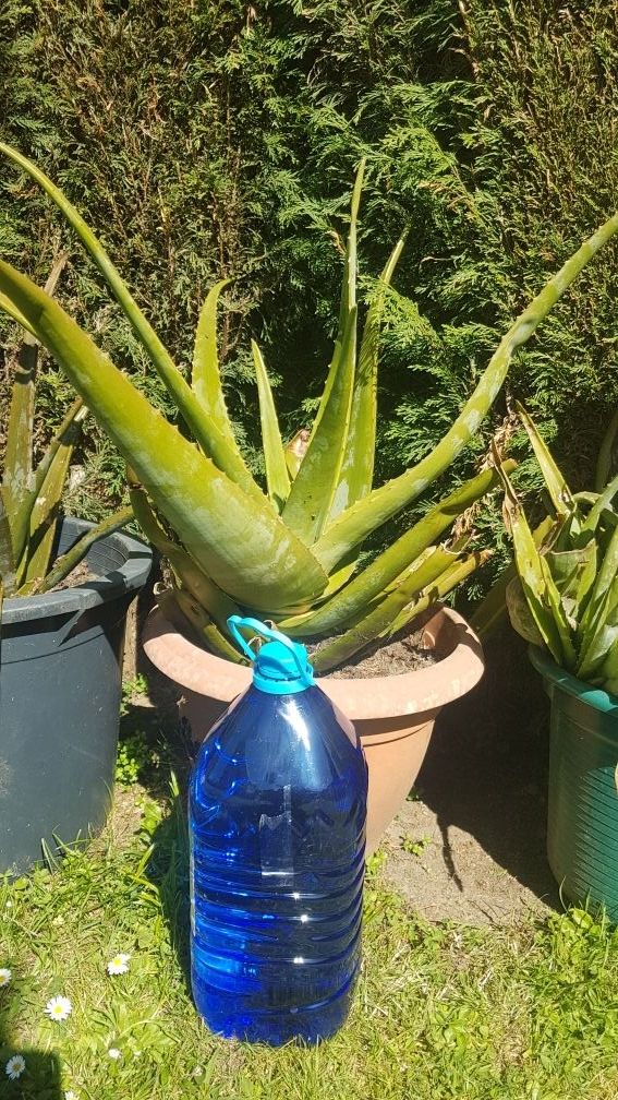 PLANTAS DE ALOE VERA