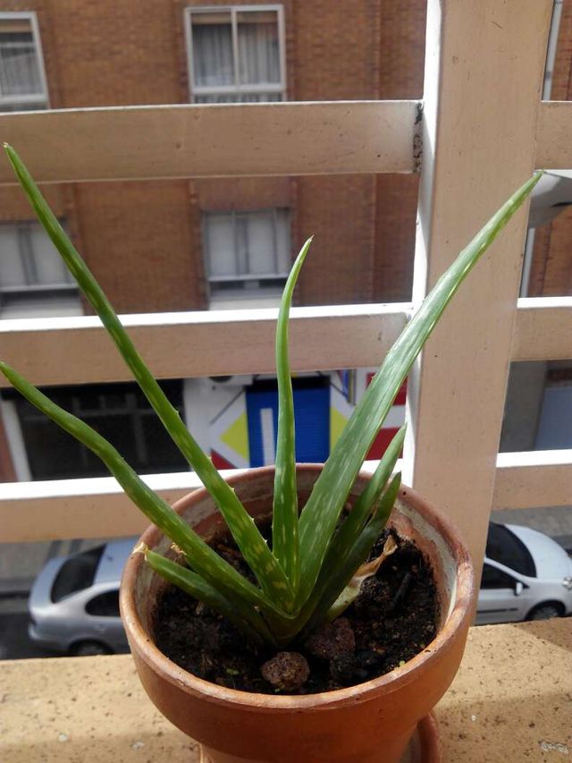 Aloe barbadensis