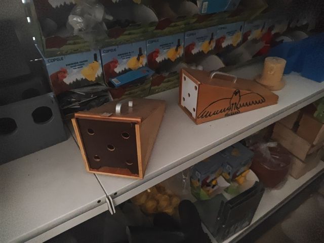 Trasportini per piccioni.