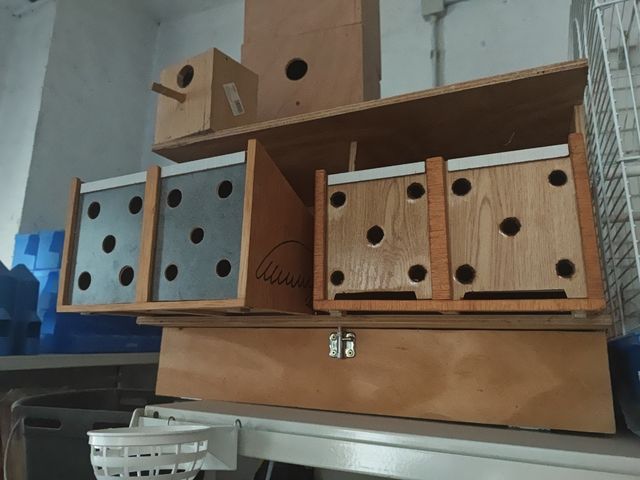 Trasportini per piccioni.