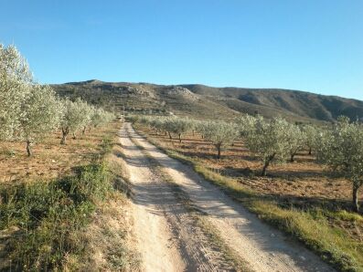se vende terreno con olivos en cta. Villena-Cañada