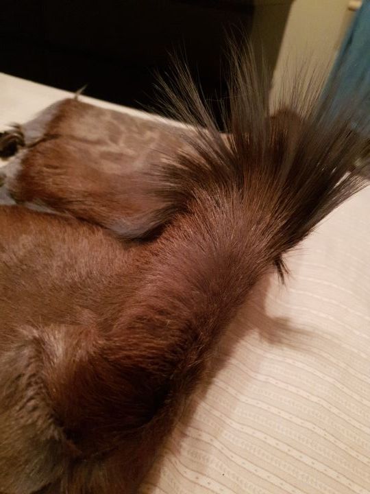 Bolso piel gacela gris natural Francis y Theo