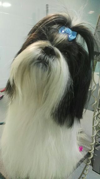 PELUQUERÍA CANINA MÁXIMA CALIDAD 20%A PENSIONISTAS