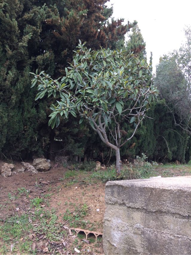 Nispero precioso de 2.50 de altura