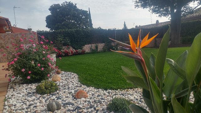 Césped natural en Sant Quirze del Vallès en WALLAPOP