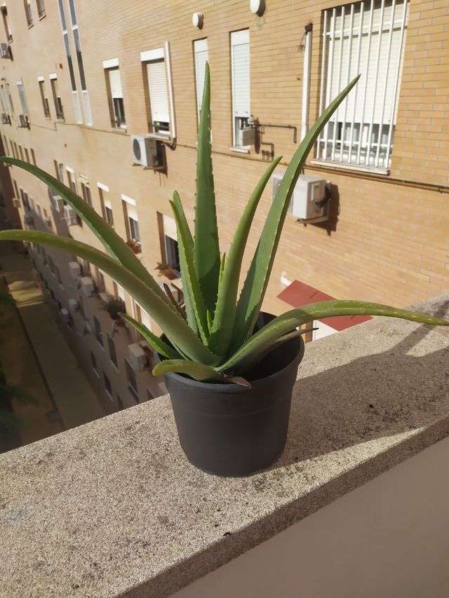 Planta de Aloe Vera