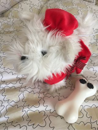 perrito andarin