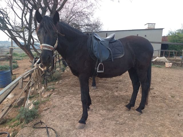 vendo o cambio silla montura doma