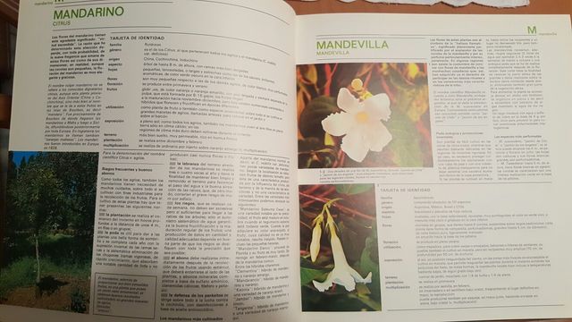 Enciclopedia "Flores en casa"