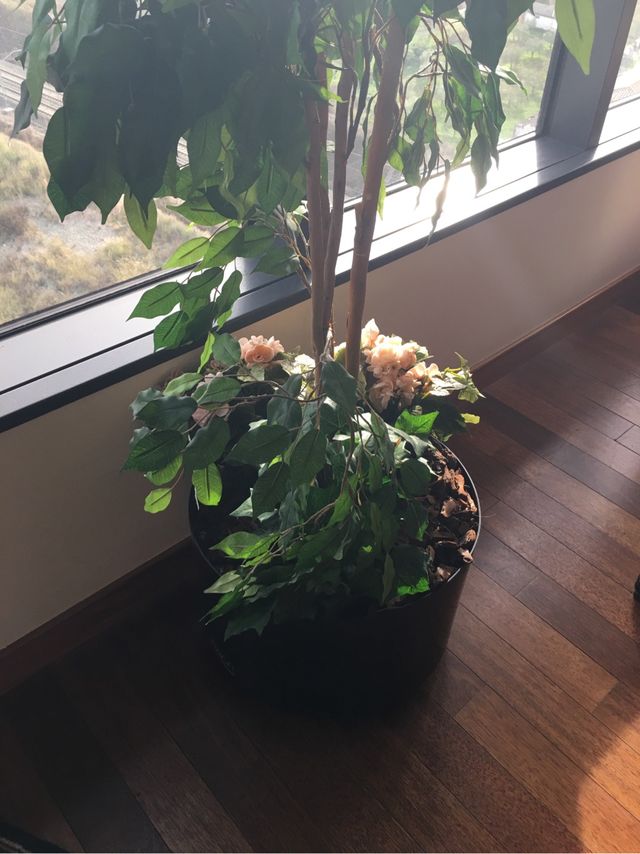 Arbol  maceta con ruedas