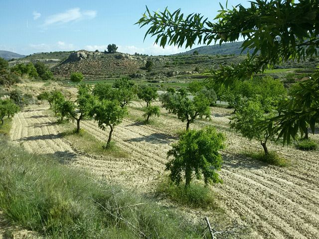 Venta de campo de almendros y nogales. Alpuente