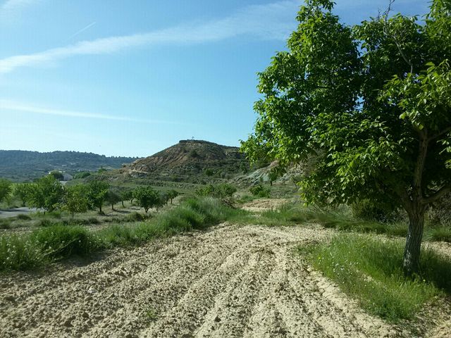 Venta de campo de almendros y nogales. Alpuente