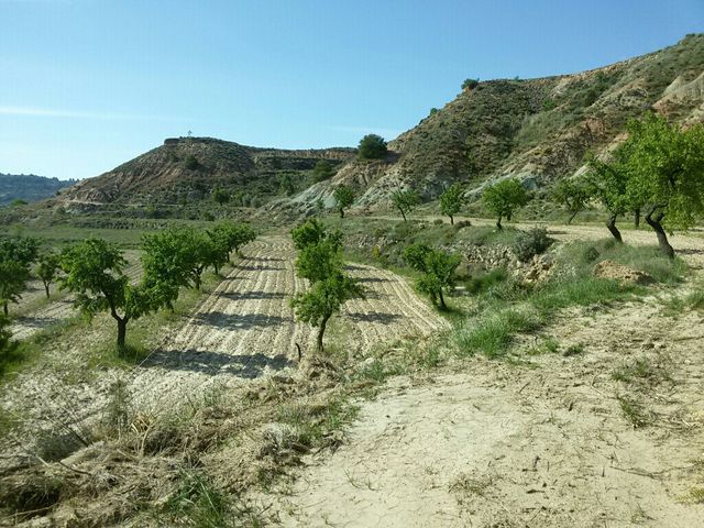 Venta de campo de almendros y nogales. Alpuente