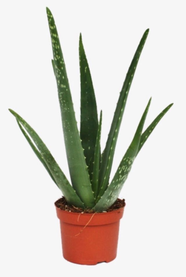 Aloe vera