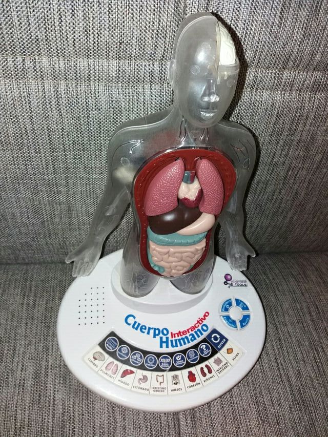 Juguete cuerpo humano
