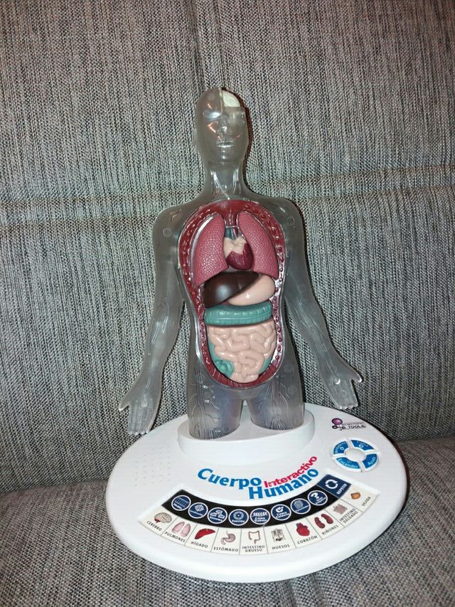 Juguete cuerpo humano