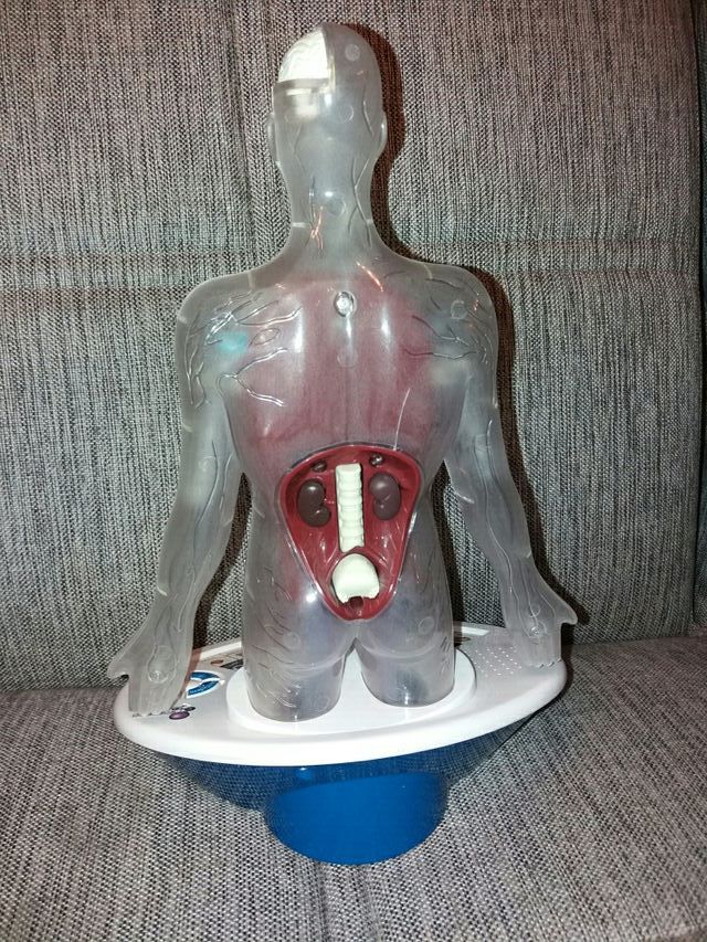 Juguete cuerpo humano
