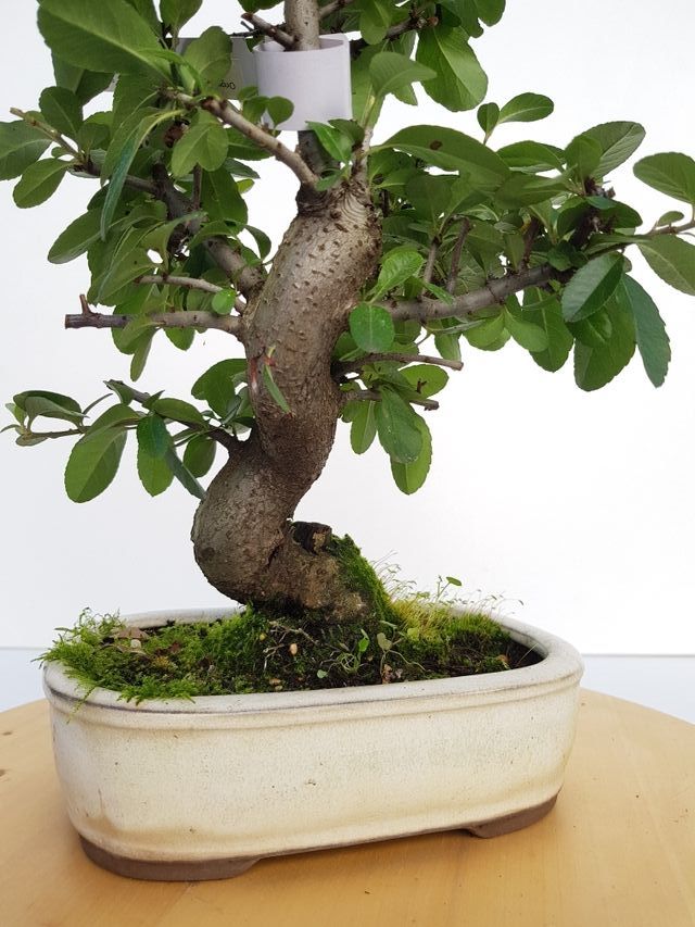 0235 BONSAI PYRACANTHA