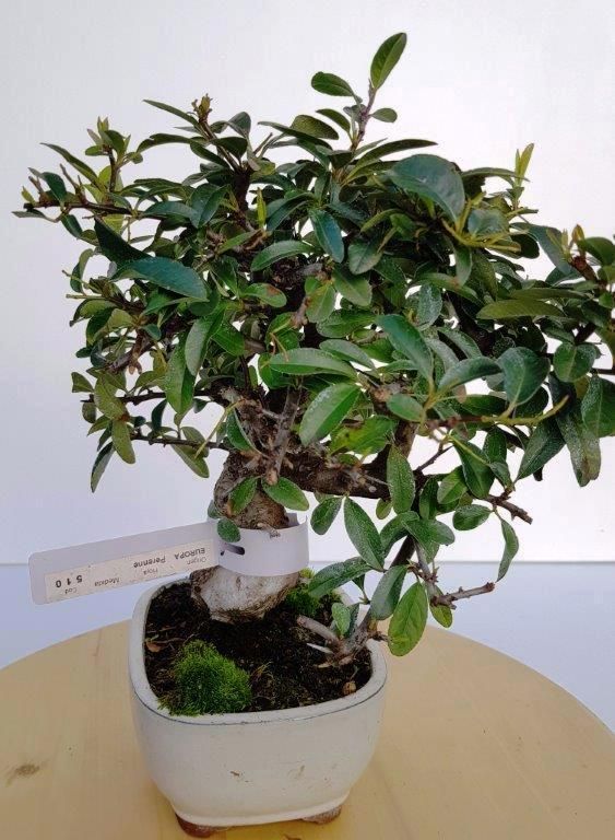 0235 BONSAI PYRACANTHA