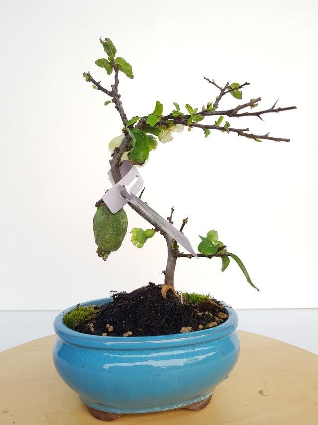 BONSAI MEMBRILLERO JAPONES