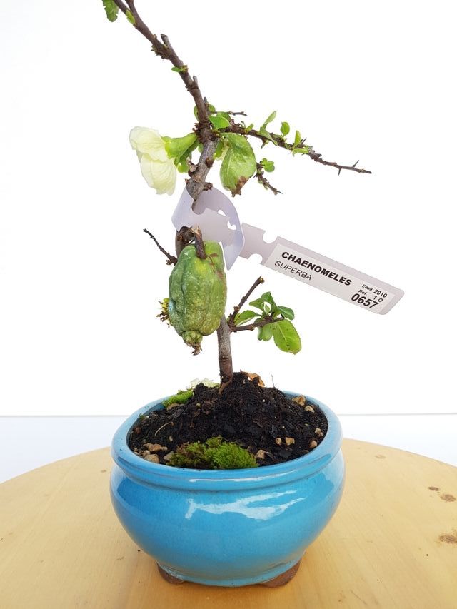 BONSAI MEMBRILLERO JAPONES