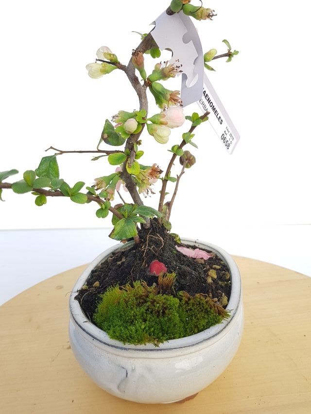 BONSAI MEMBRILLERO JAPONES