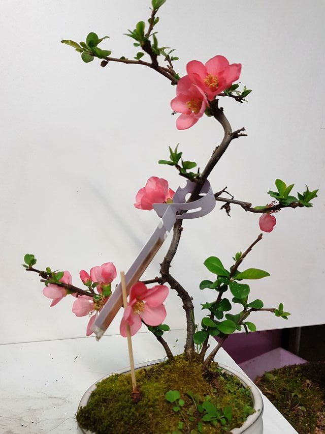 BONSAI MEMBRILLERO JAPONES