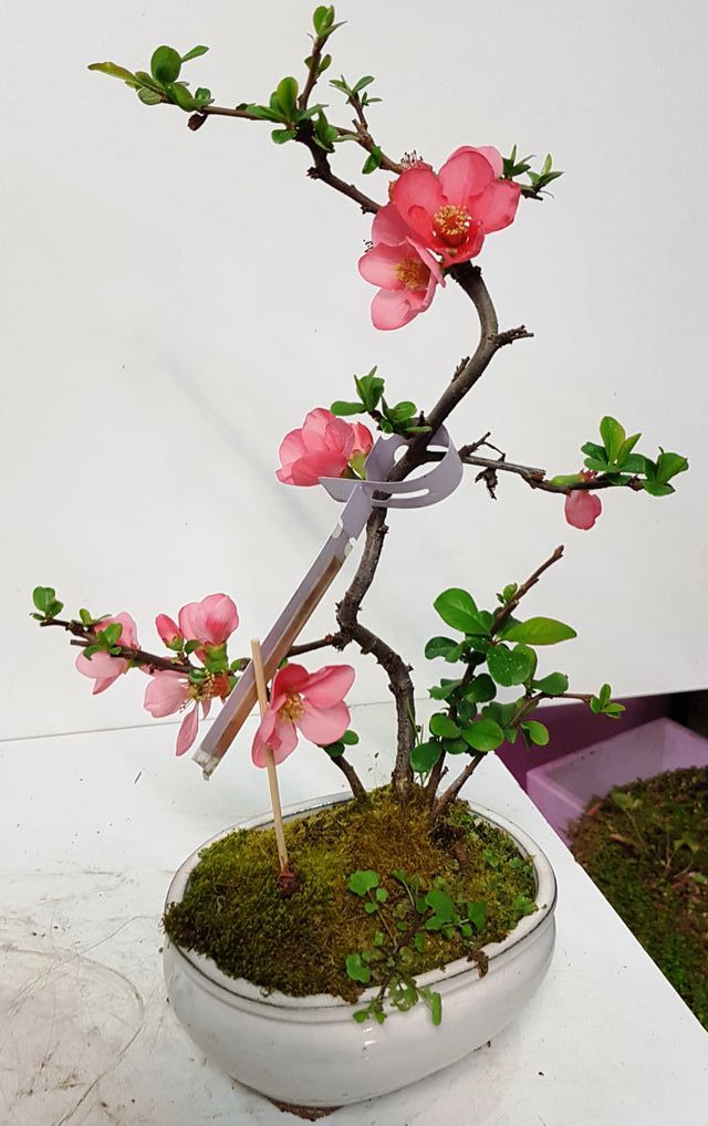 BONSAI MEMBRILLERO JAPONES