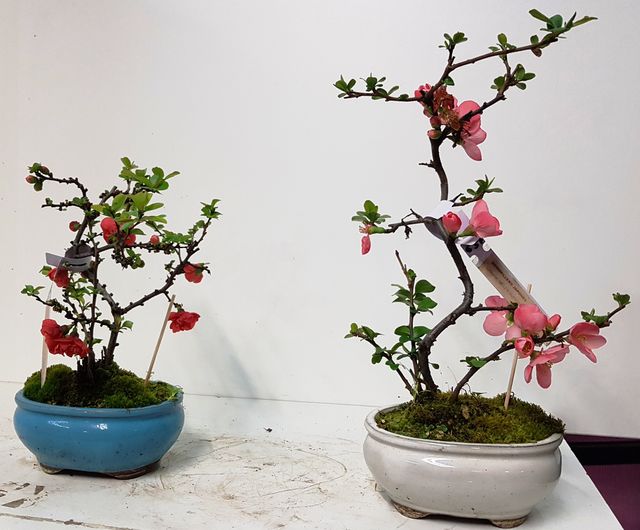 BONSAI MEMBRILLERO JAPONES