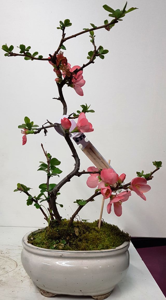 BONSAI MEMBRILLERO JAPONES