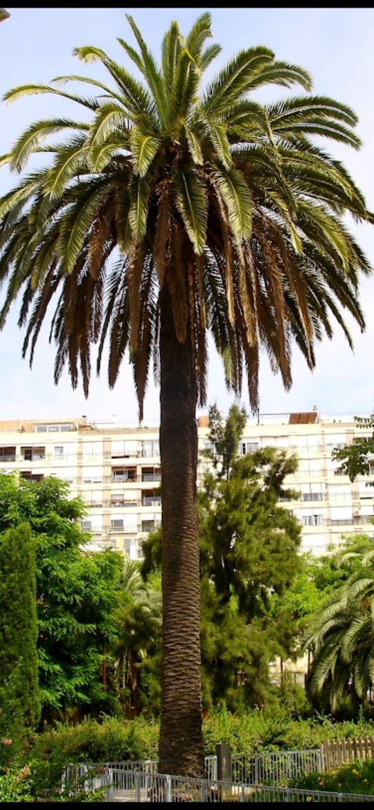 poda de palmeras en altura.presupuesto por wassap