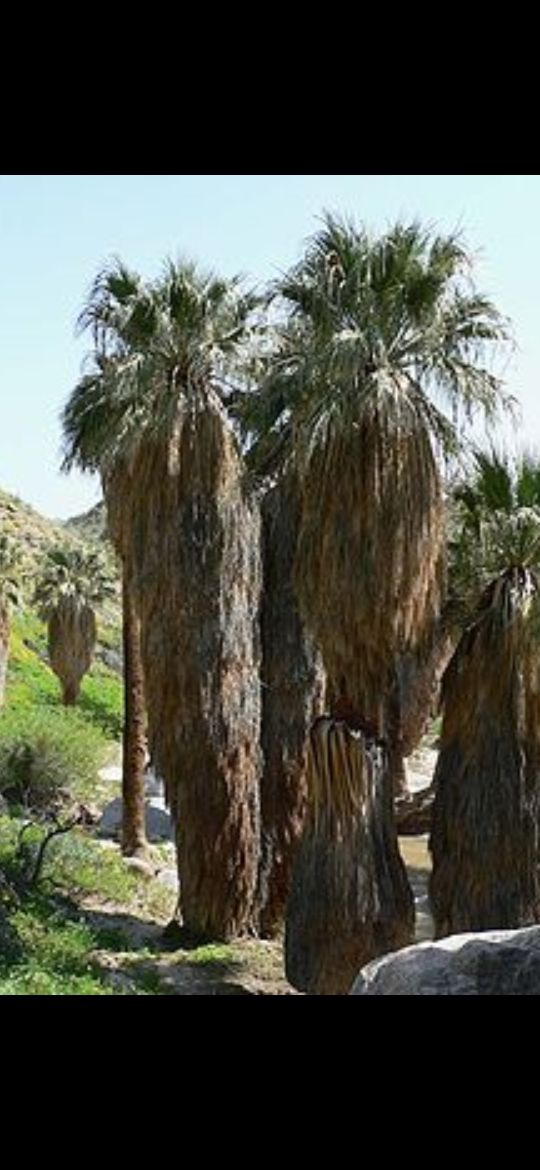 poda de palmeras en altura.presupuesto por wassap