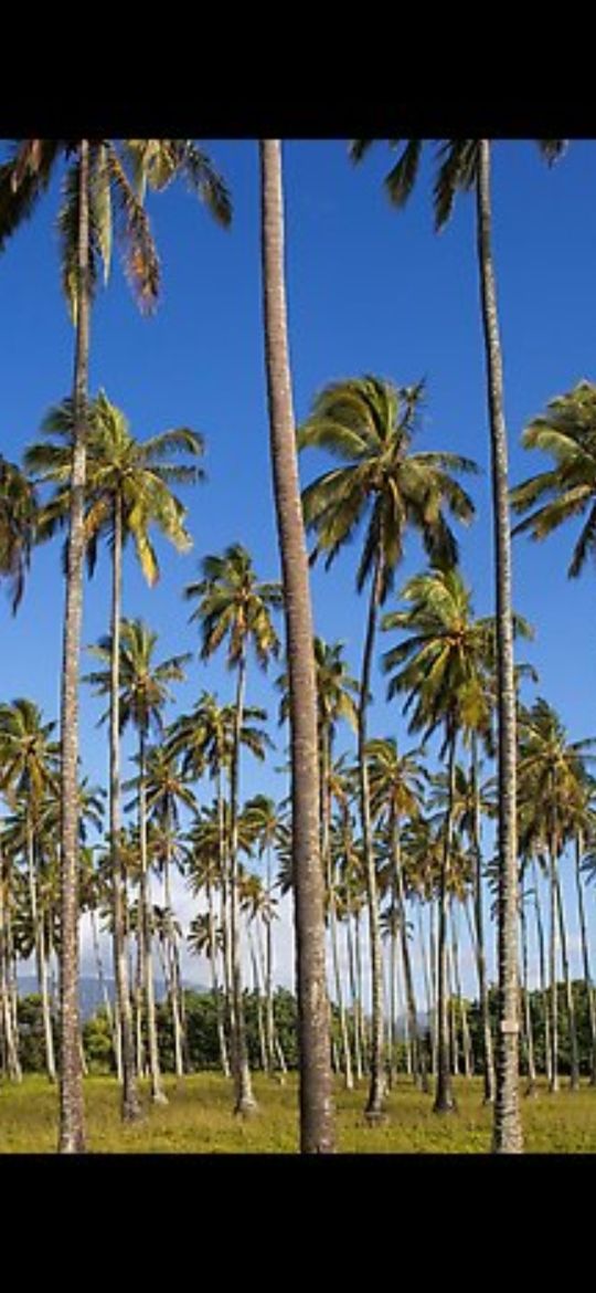 poda de palmeras en altura.presupuesto por wassap