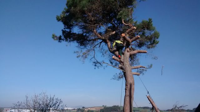 PODA Y TALA DE ÁRBOLES DIFÍCILES