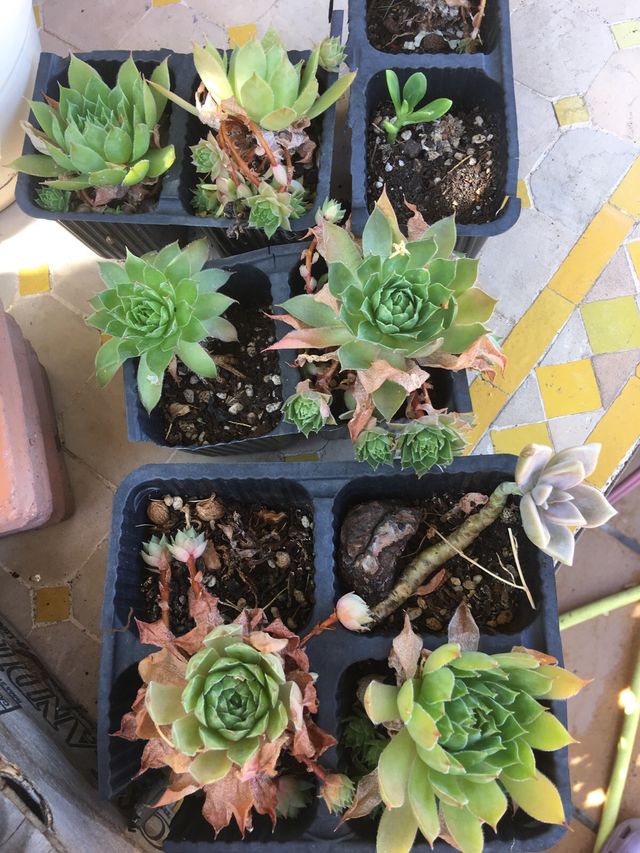 Siemprevivas. Planta crasa