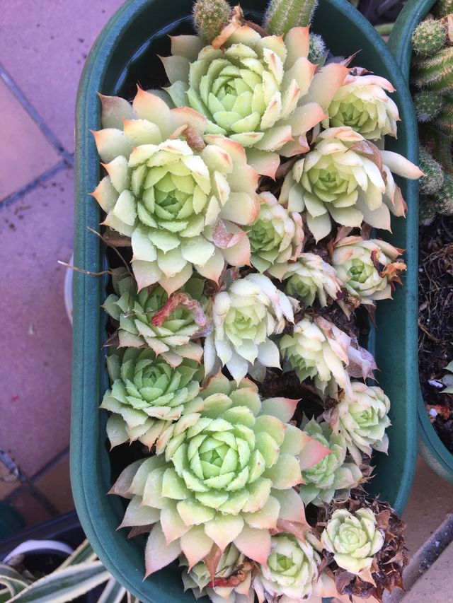 Siemprevivas. Planta crasa