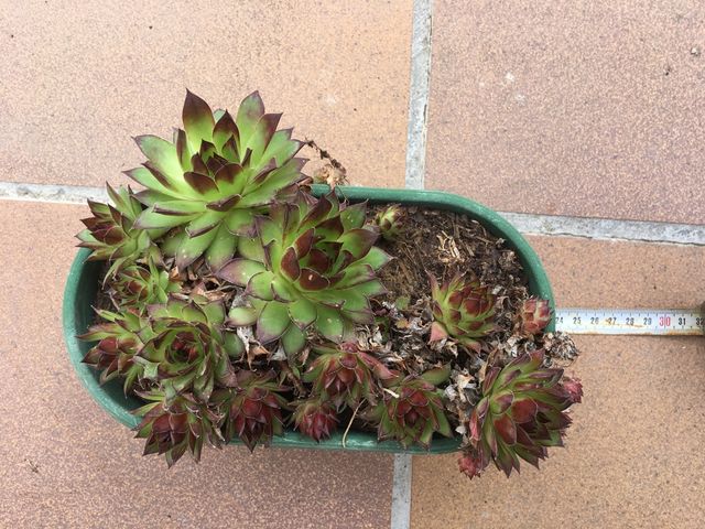 Siemprevivas. Planta crasa