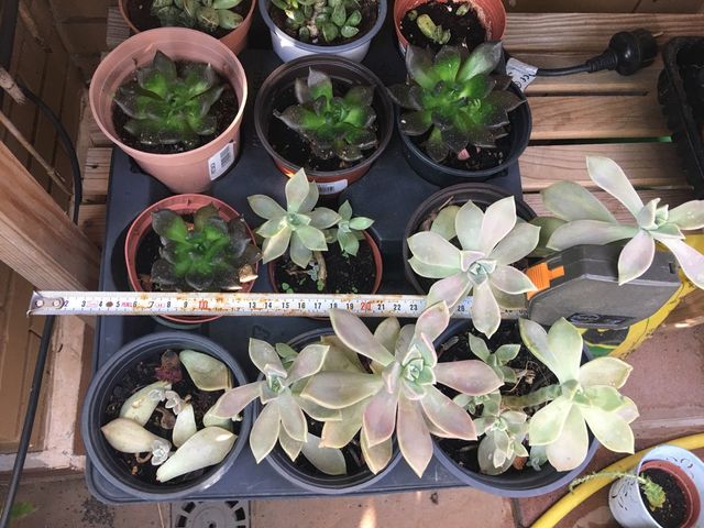 Graptopetalum paraguayense. Crasa