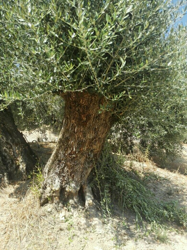 olivos centenarios