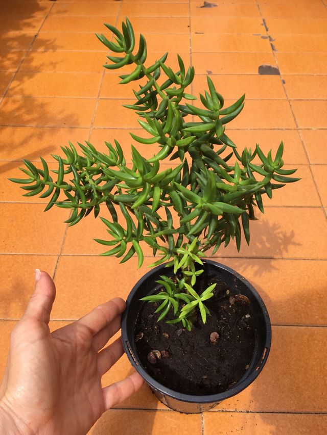 Sedum rupestre  o crassula tetrágona