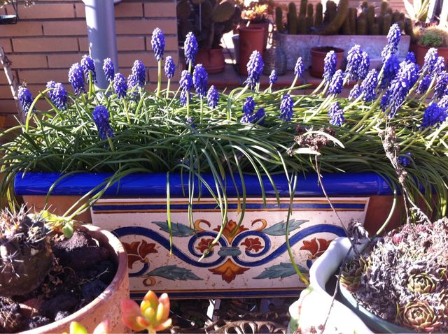 Muscaris, nazareno o jacinto miniatura