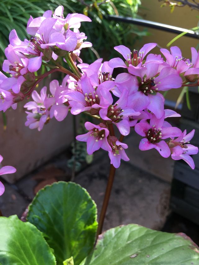 Hortensia de invierno