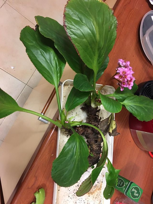 Hortensia de invierno