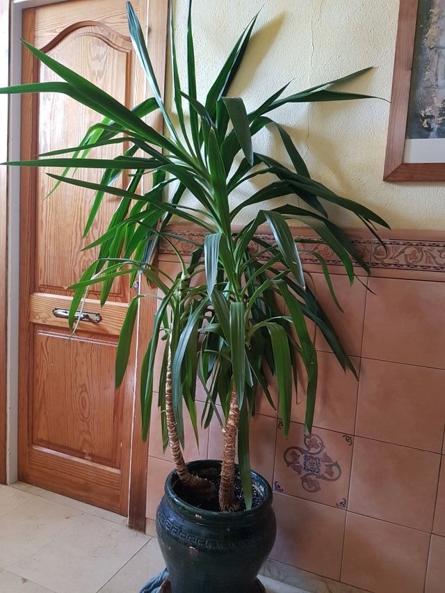 Planta yucca de segunda mano por 60 € en Blanes en WALLAPOP