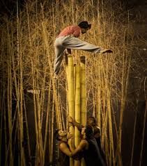 Cañas para escenografía o estructura