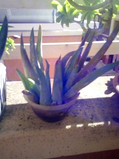 aloe vera barbadensis